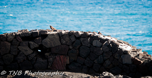 Lani Kai Hawaii